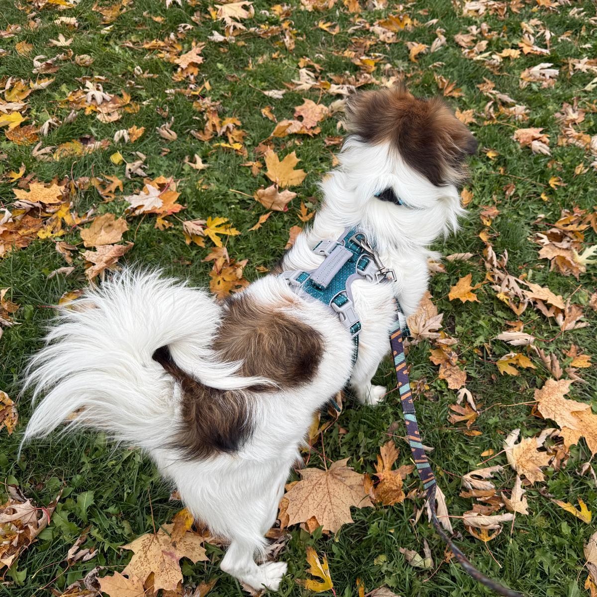 Enlarge Stella, an adoptable Mixed Breed in Markham, ON image 3/5