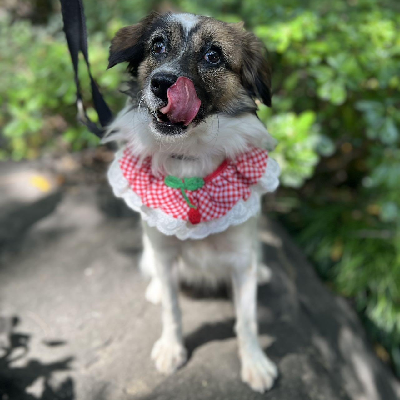 Enlarge Stella, an adoptable Mixed Breed in Markham, ON image 5/5