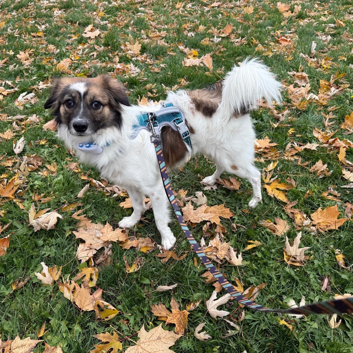 Enlarge Stella, an adoptable Mixed Breed in Markham, ON image 1/5