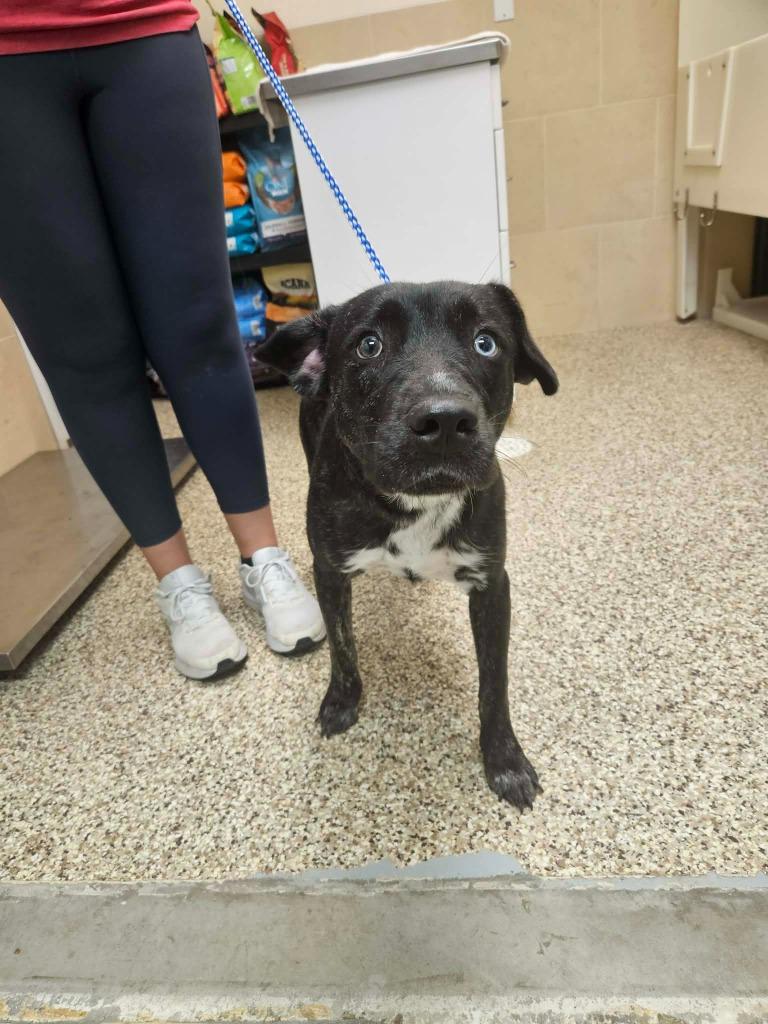 Enlarge Sandy, a Adoptable mixed breed in Pratt, KS image 1/3