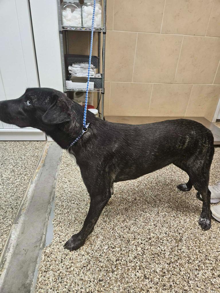Enlarge Sandy, a Adoptable mixed breed in Pratt, KS image 2/3