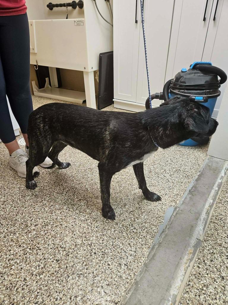 Enlarge Sandy, a Adoptable mixed breed in Pratt, KS image 3/3