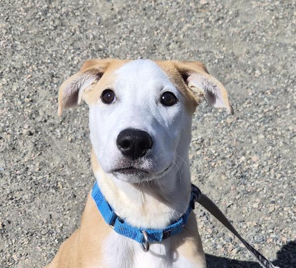 Enlarge Scooby, a Adoptable mixed breed in Golden, CO image 1/1