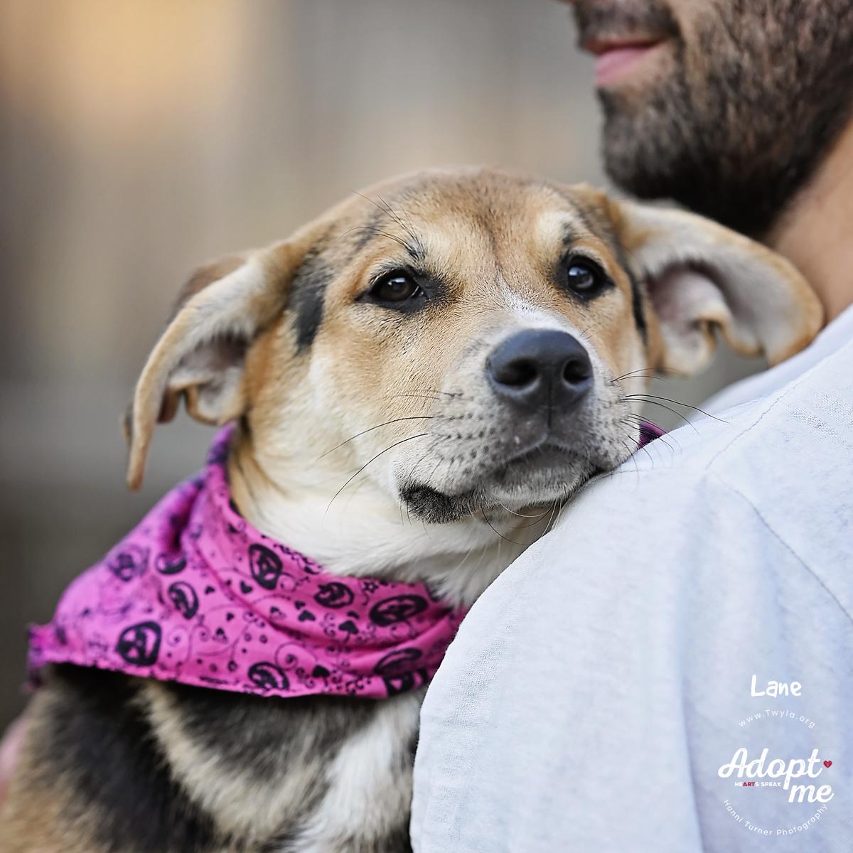 Enlarge Lane, an adopted mixed breed in Kingwood, TX image 2/6