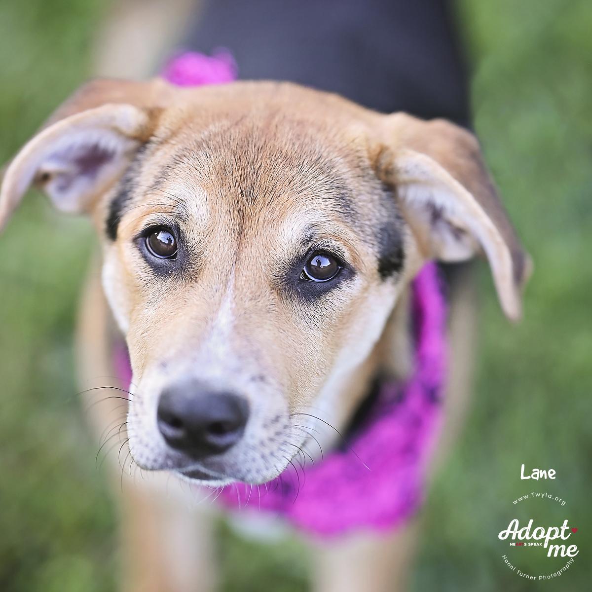 Lane, adopted, Young Female German Shepherd Dog & Hound.