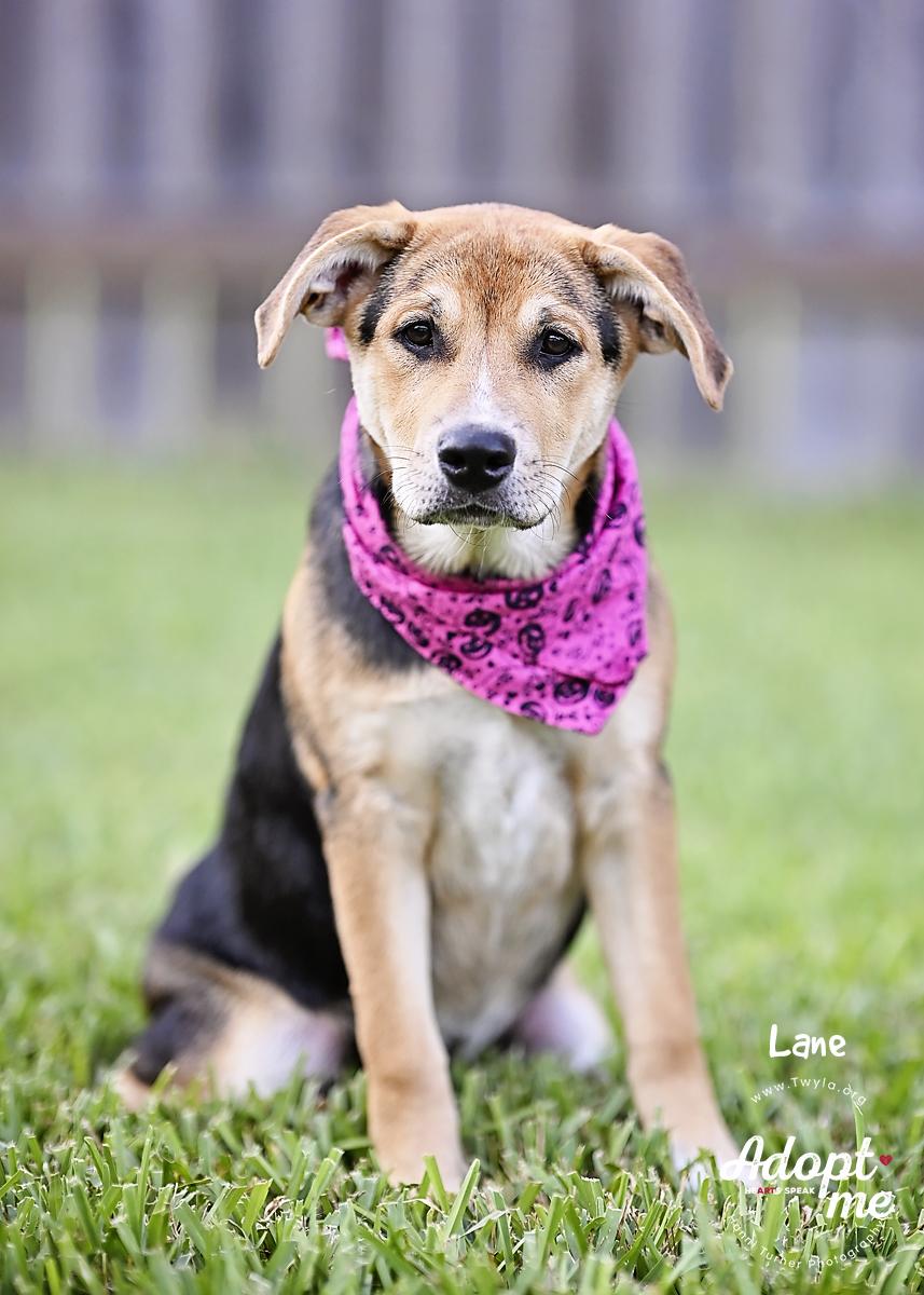 Enlarge Lane, an adopted mixed breed in Kingwood, TX image 3/6