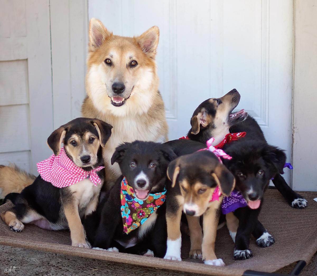 Enlarge Lane, an adopted mixed breed in Kingwood, TX image 6/6