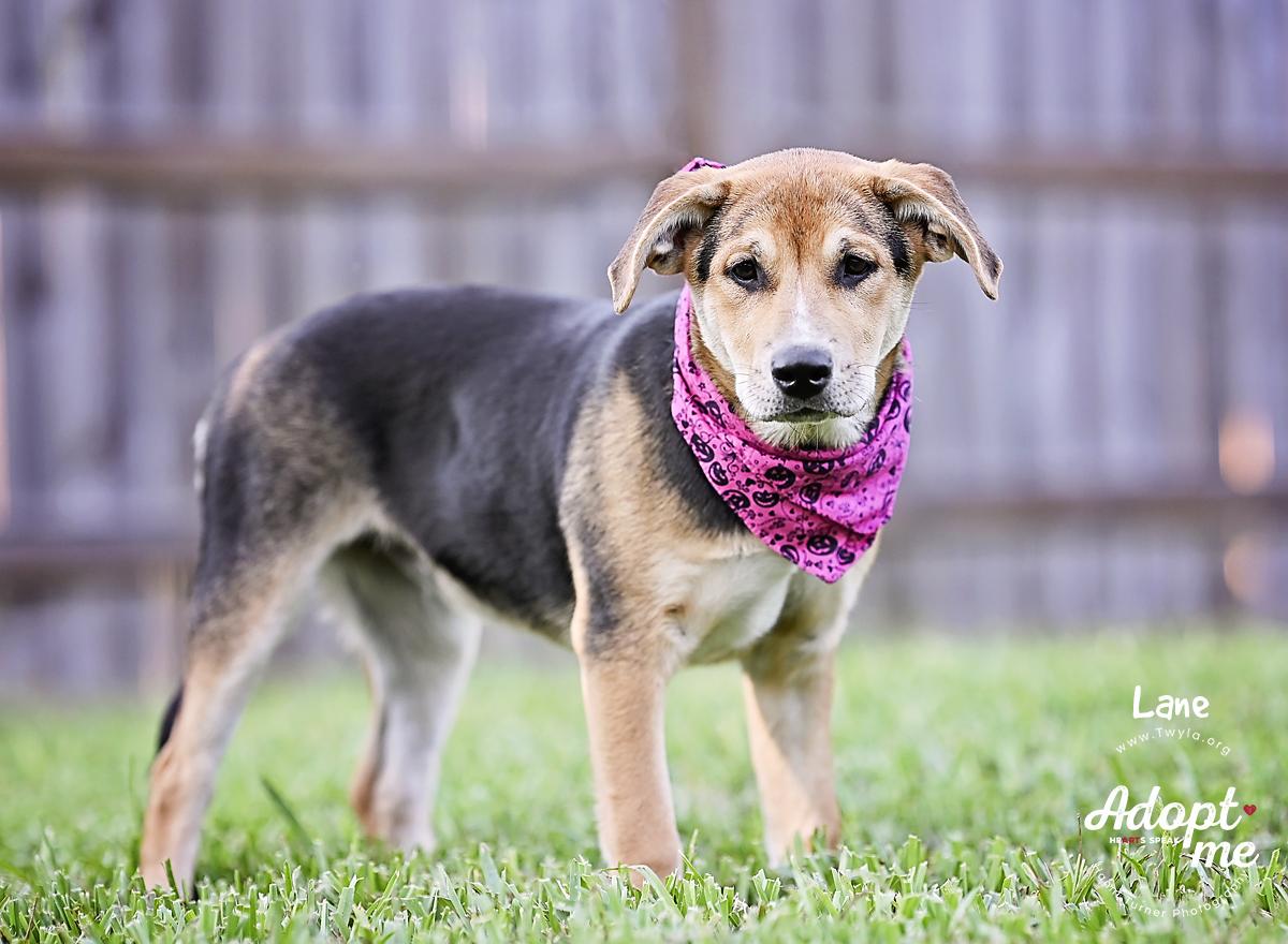 Enlarge Lane, an adopted mixed breed in Kingwood, TX image 4/6