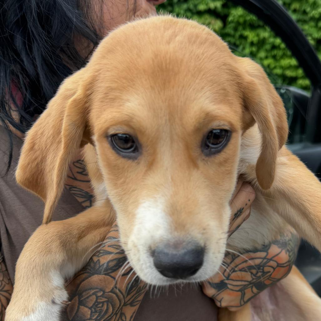 NY Justin (Foster in Holmes NY), a Adoptable Mixed Breed in Holmes, NY image 2/4