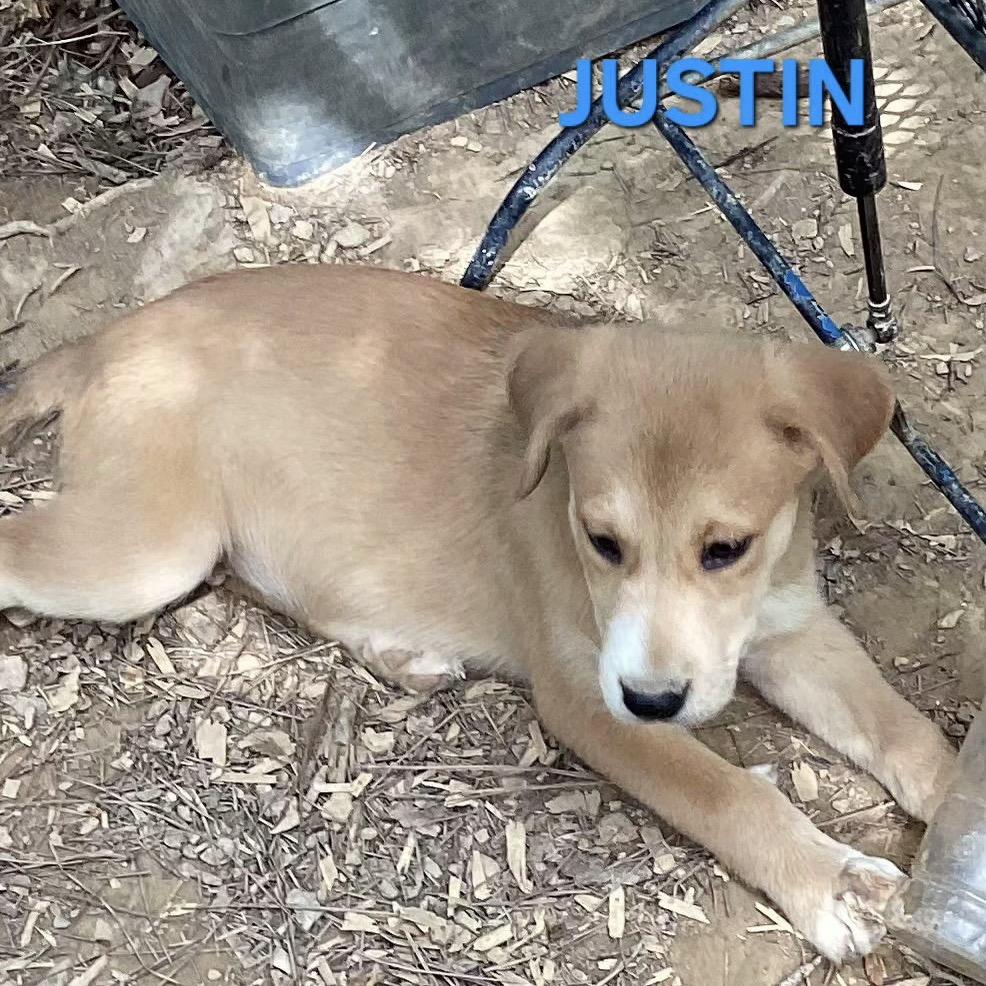 NY Justin (Foster in Holmes NY), a Adoptable Mixed Breed in Holmes, NY image 3/4