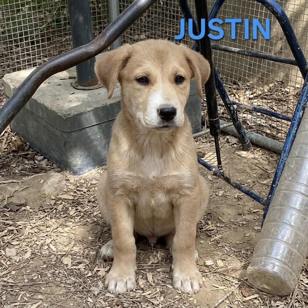 NY Justin (Foster in Holmes NY), a Adoptable Mixed Breed in Holmes, NY image 4/4