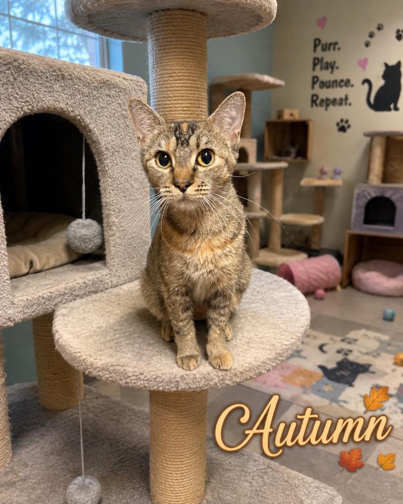 Autumn, Adoptable, Young Female Domestic Short Hair.