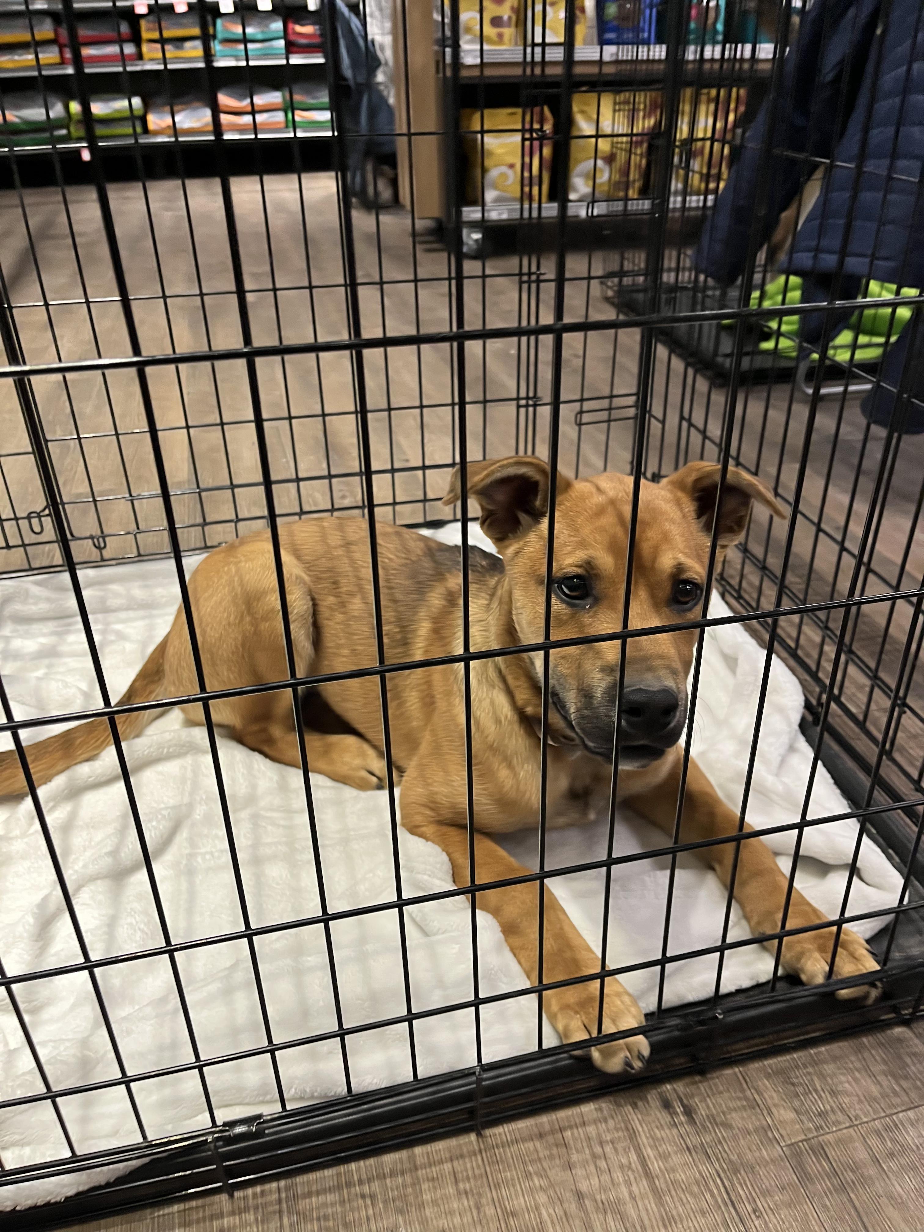 Enlarge Sophie , an adopted mixed breed in Pocatello, ID image 1/5