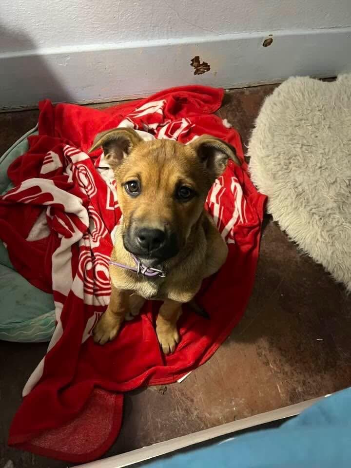 Enlarge Sophie , an adopted mixed breed in Pocatello, ID image 4/5