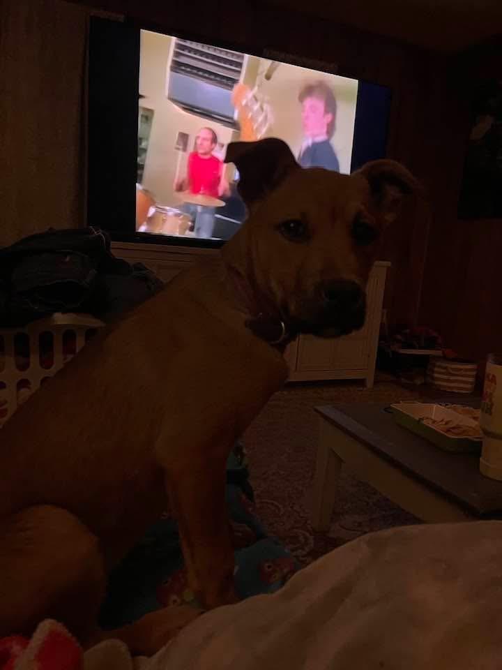 Enlarge Sophie , an adopted mixed breed in Pocatello, ID image 5/5