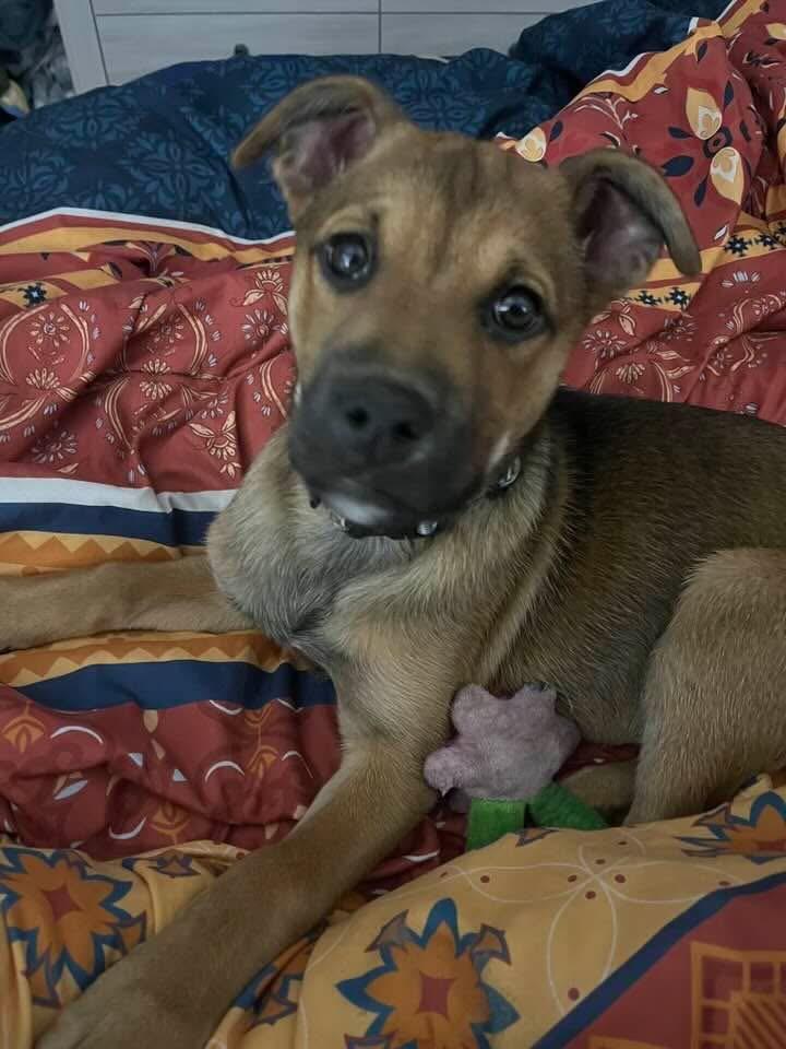 Enlarge Sophie , an adopted mixed breed in Pocatello, ID image 2/5