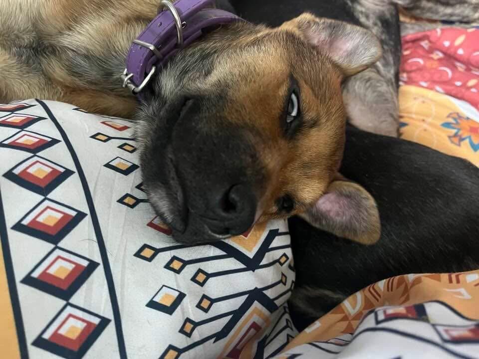 Enlarge Sophie , an adopted mixed breed in Pocatello, ID image 3/5