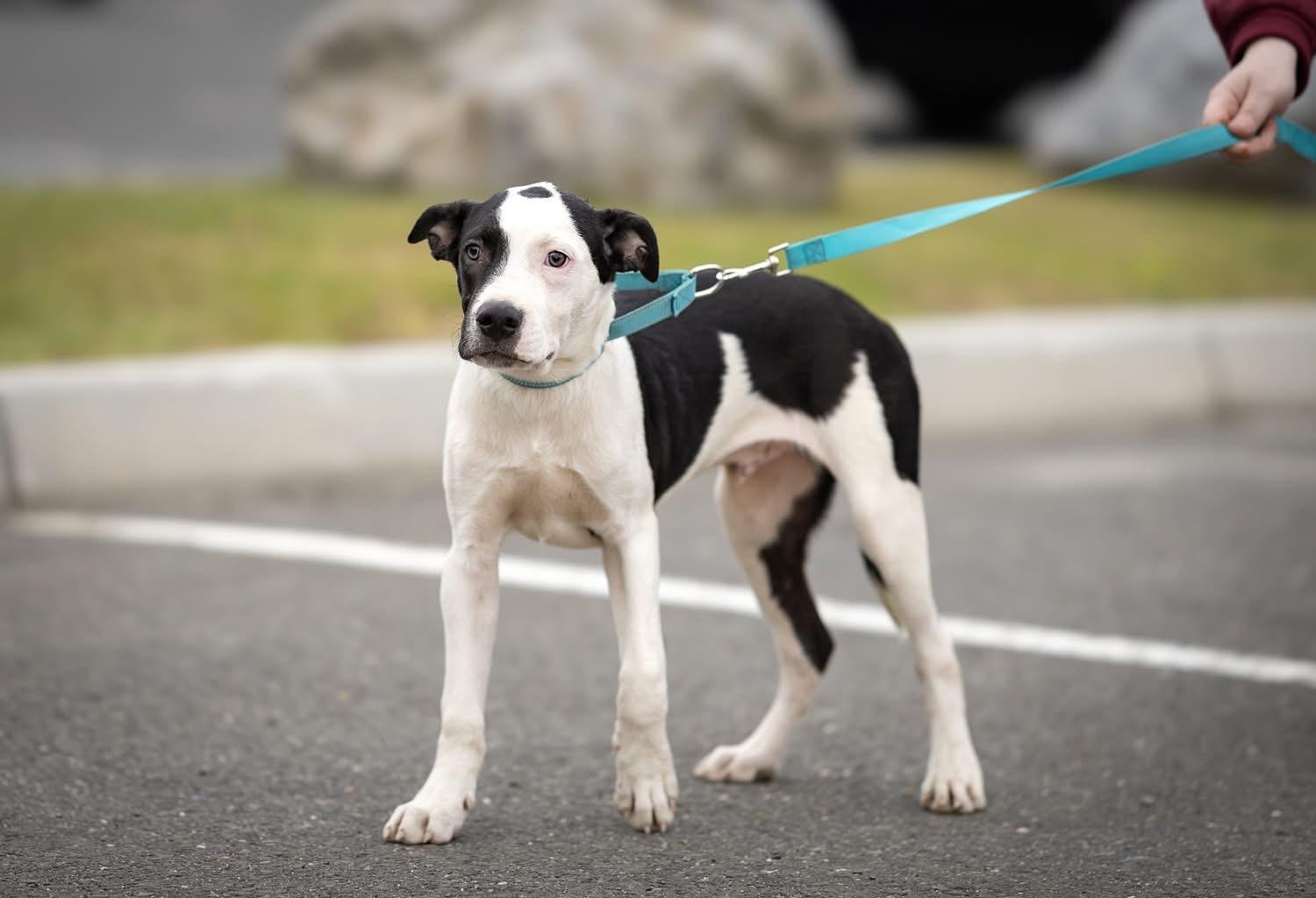 Enlarge Cassius, a Adoptable mixed breed in Watertown, CT image 2/5
