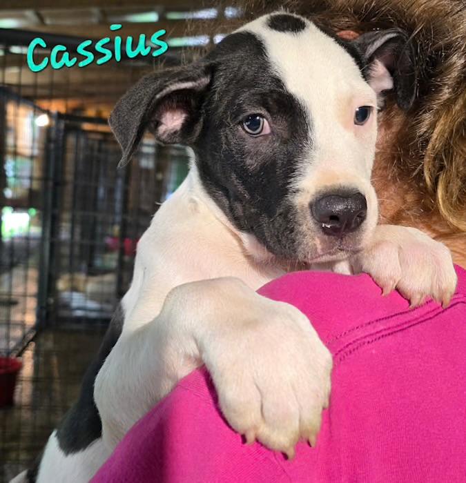 Enlarge Cassius, a Adoptable mixed breed in Watertown, CT image 4/5