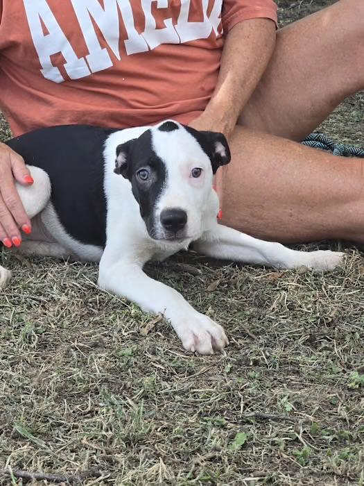 Enlarge Cassius, a Adoptable mixed breed in Watertown, CT image 5/5