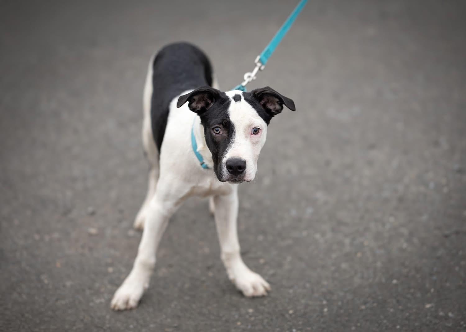 Enlarge Cassius, a Adoptable mixed breed in Watertown, CT image 1/5