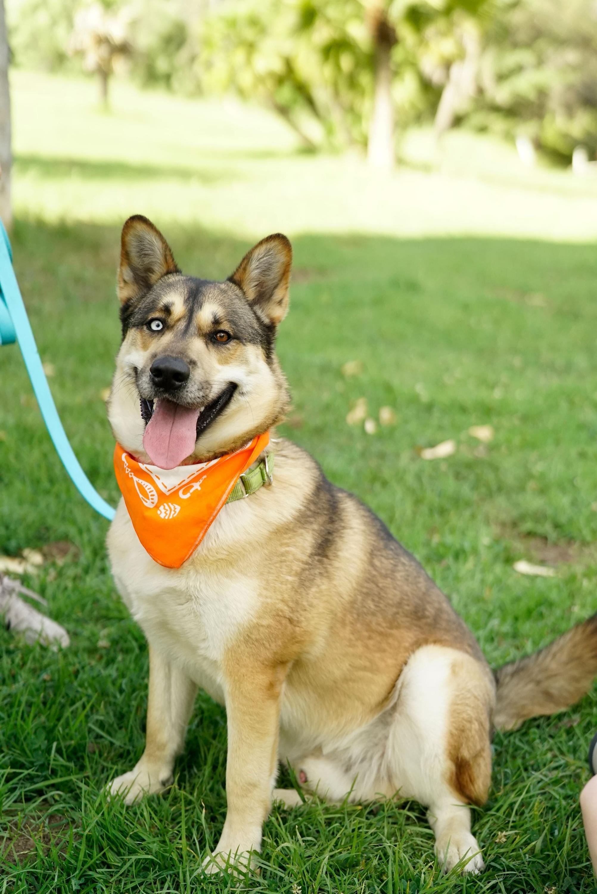 Luke, a Adoptable mixed breed in Pasadena, CA image 3/6