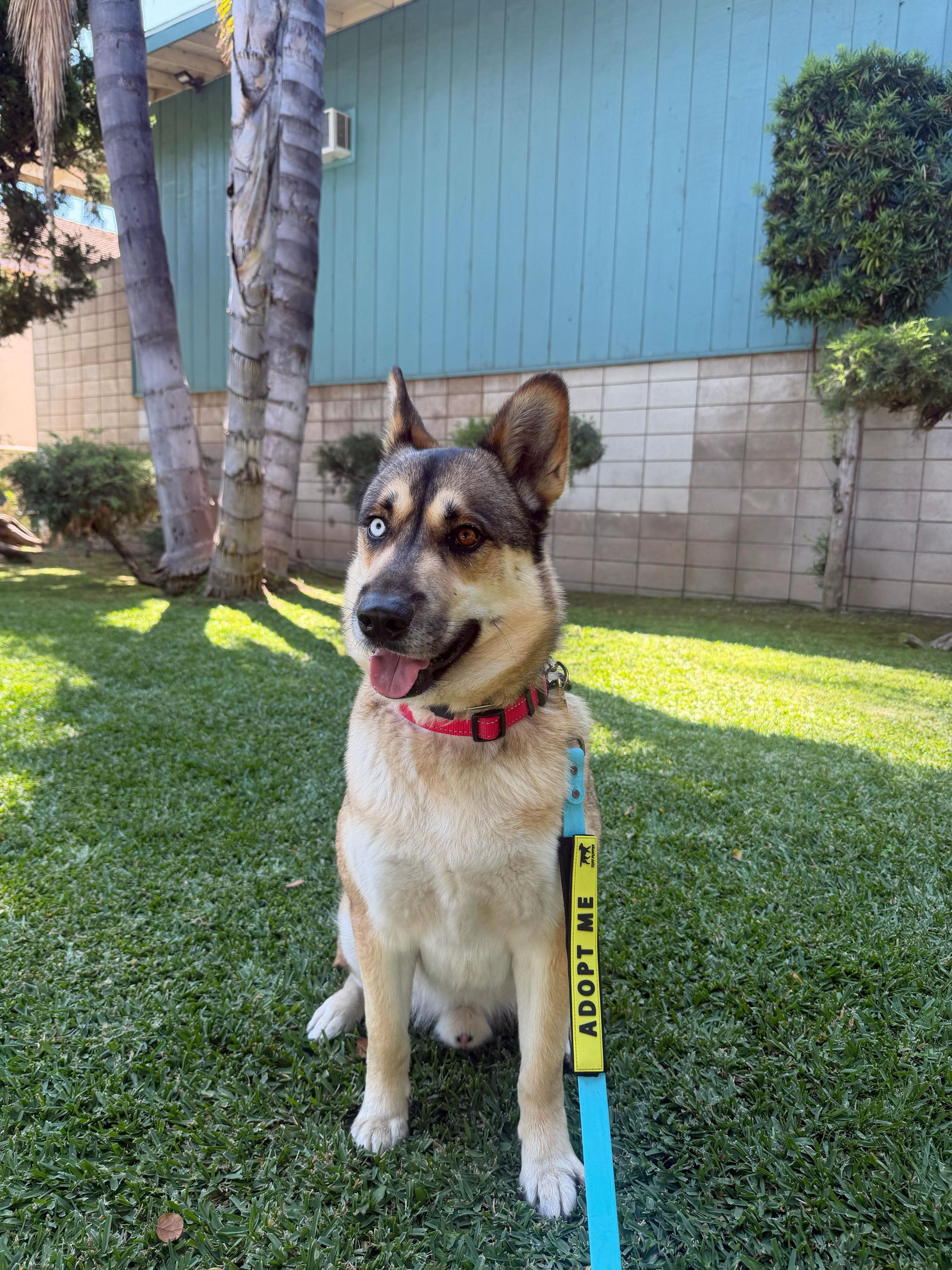 Luke, a Adoptable mixed breed in Pasadena, CA image 1/6