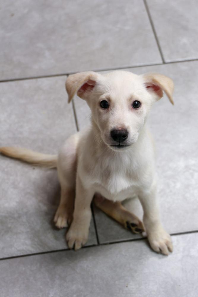 Oxygen, Adoptable, Puppy Male Labrador Retriever.