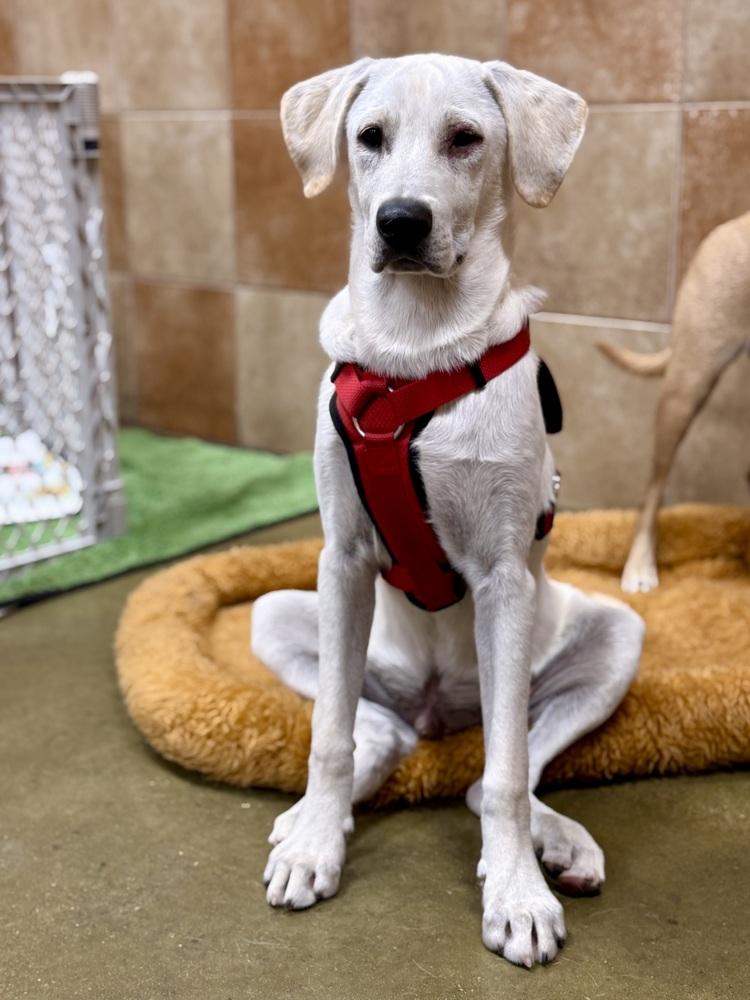 Oxygen, a Adoptable mixed breed in TUCSON, AZ image 2/6