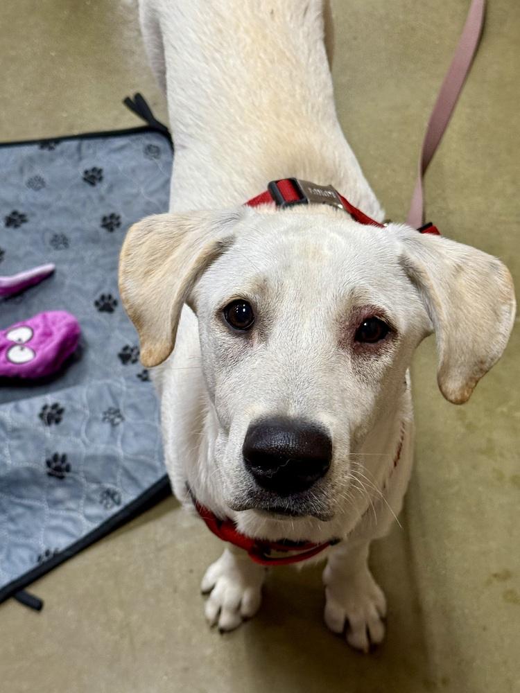 Oxygen, a Adoptable mixed breed in TUCSON, AZ image 4/6