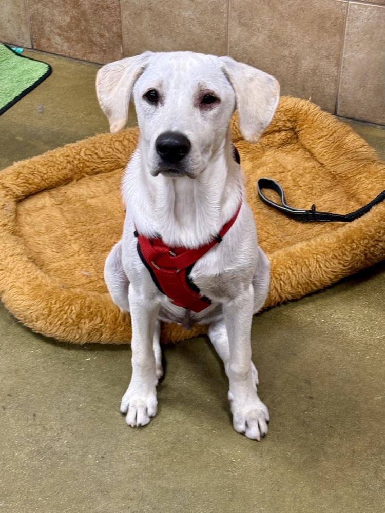 Oxygen, a Adoptable mixed breed in TUCSON, AZ image 5/6