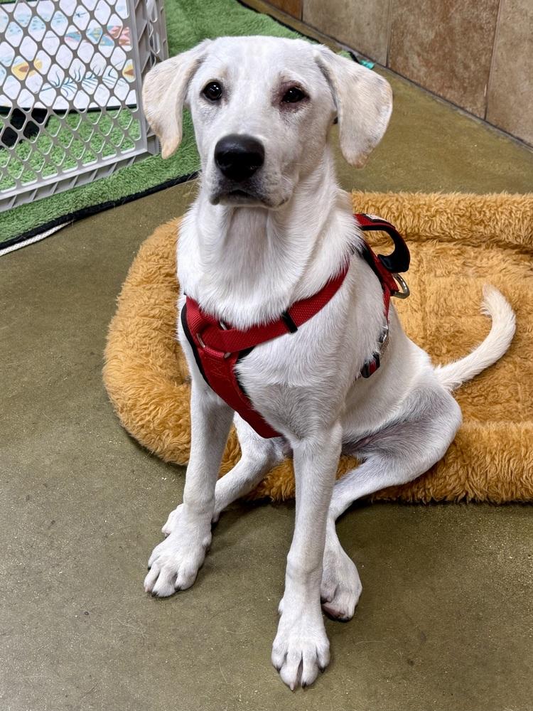 Oxygen, a Adoptable mixed breed in TUCSON, AZ image 6/6