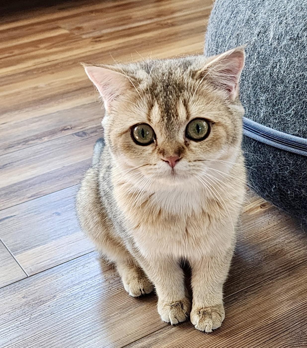 Momo, a ADOPTABLE British Shorthair in Huntley, IL image 3/3