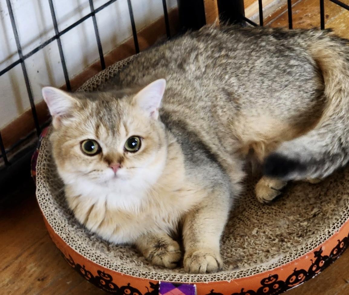 Momo, a ADOPTABLE British Shorthair in Huntley, IL image 2/3