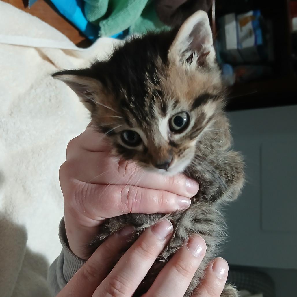 Enlarge Limburger, a Adoptable Domestic Short Hair in Irwin, PA image 2/6