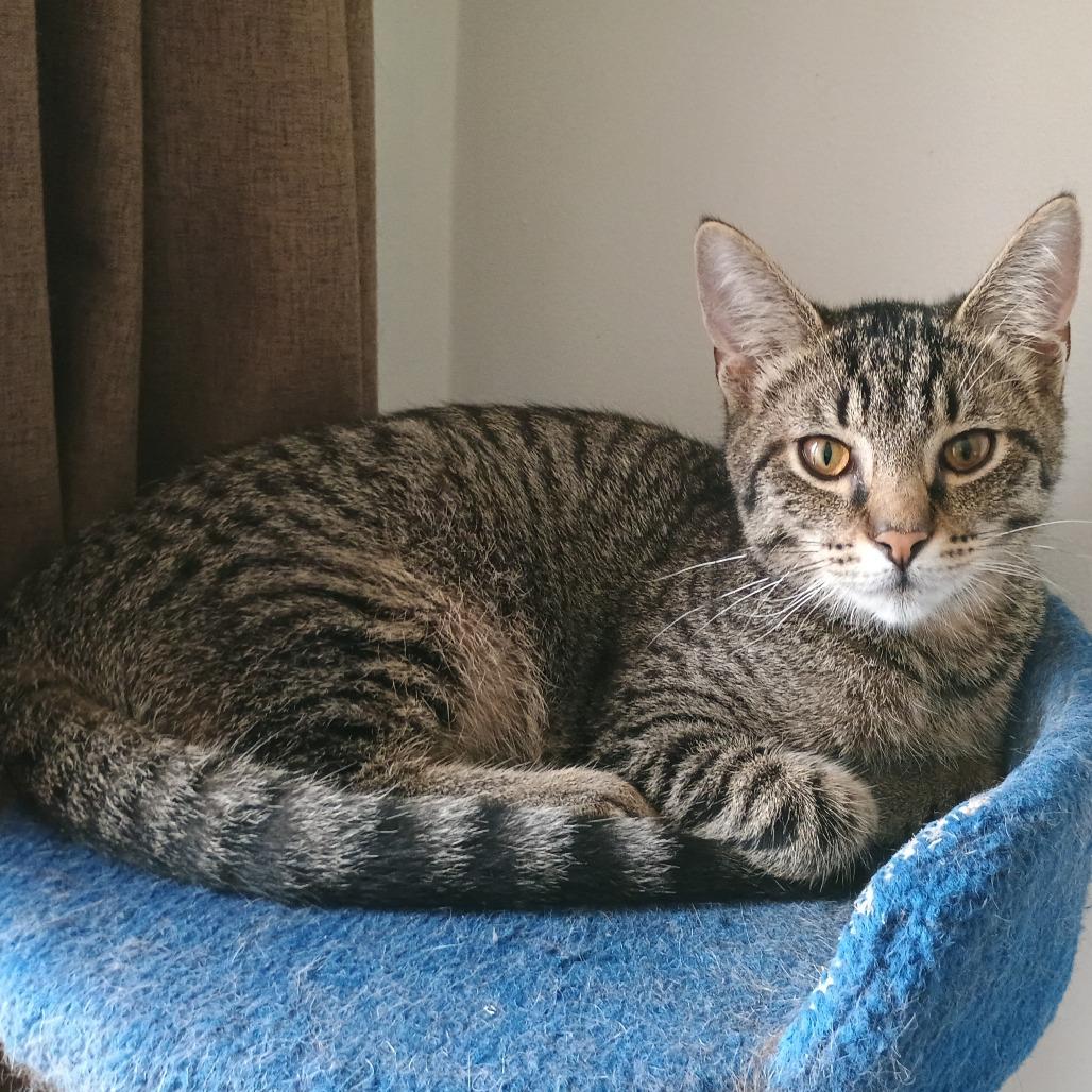 Enlarge Limburger, a Adoptable Domestic Short Hair in Irwin, PA image 4/6