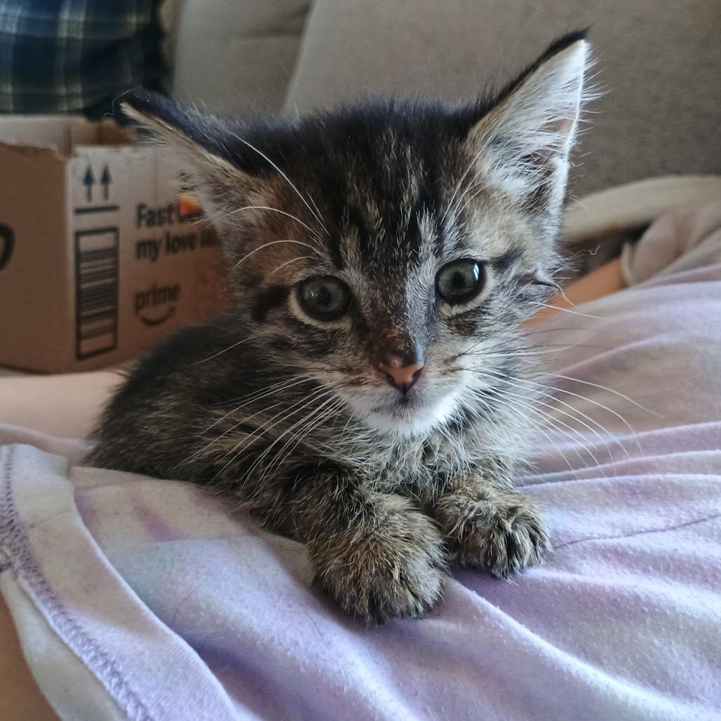 Enlarge Limburger, a Adoptable Domestic Short Hair in Irwin, PA image 6/6