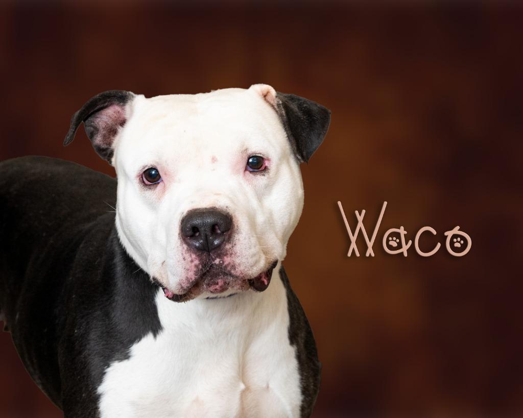 Enlarge Waco, a ADOPTABLE mixed breed in Somerset, PA image 1/1