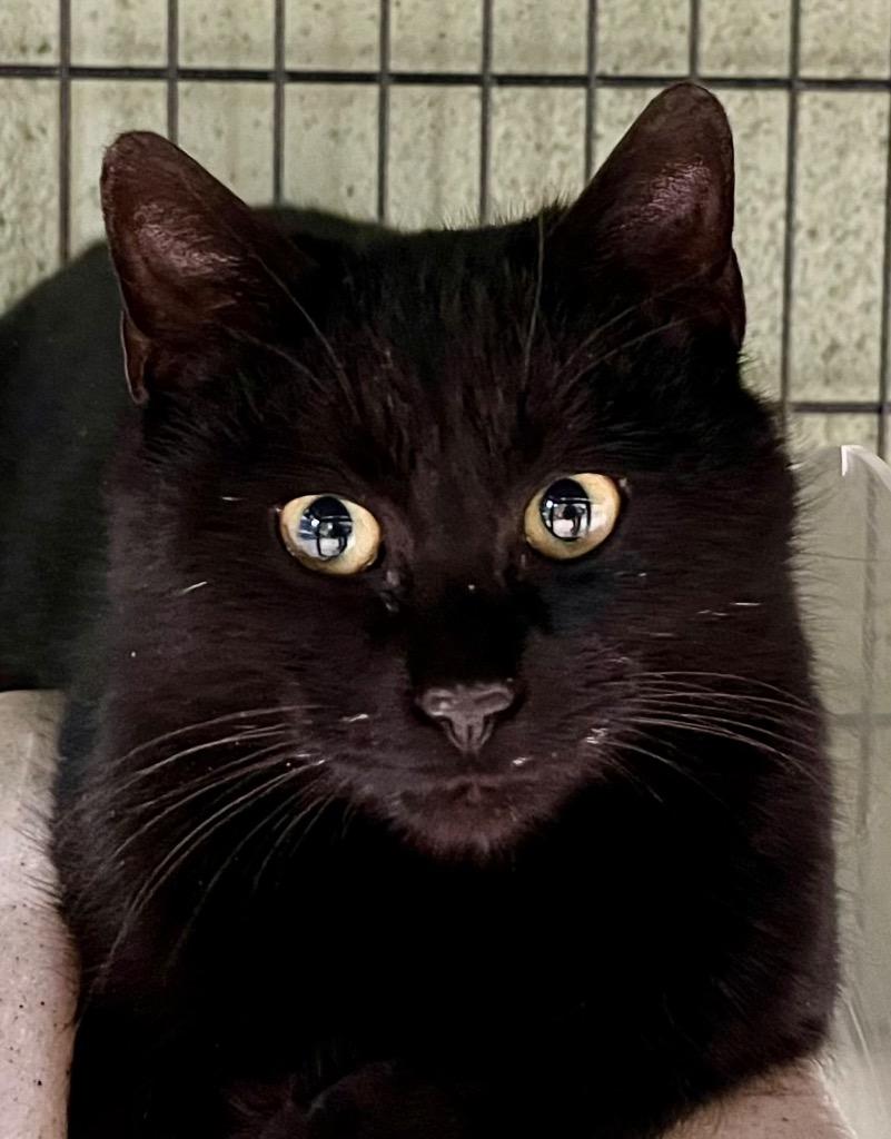 Coby, Adoptable, Young Male Domestic Short Hair.