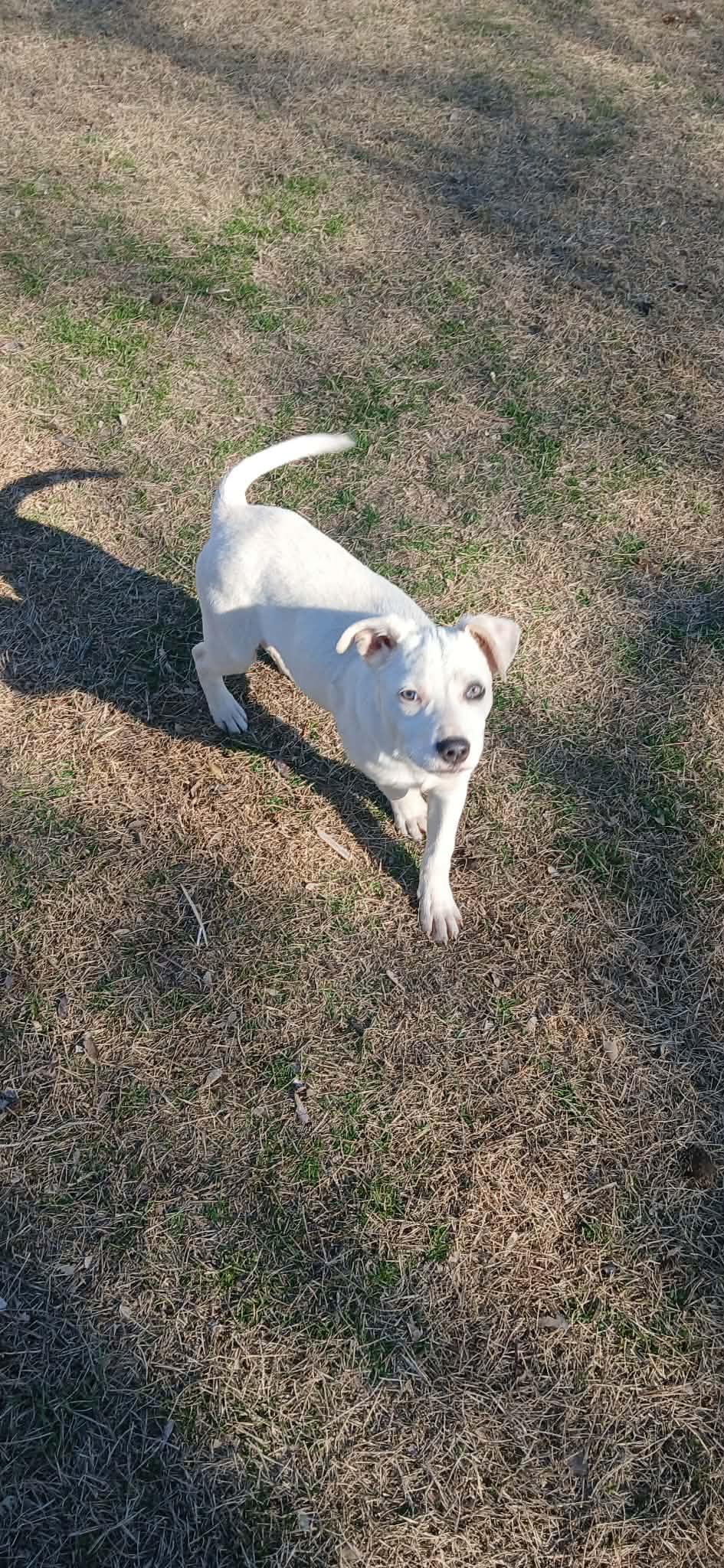 Enlarge Lacey, an adopted mixed breed in Newark valley, NY image 3/5