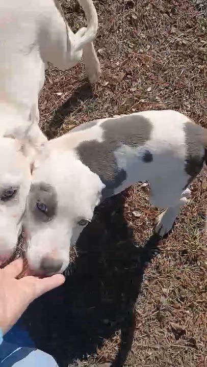 Enlarge Lacey, an adopted mixed breed in Newark valley, NY video 2/5