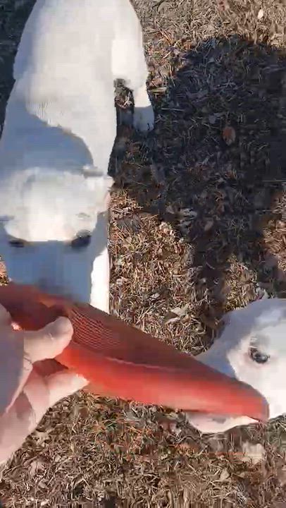 Enlarge Lacey, an adopted mixed breed in Newark valley, NY video 5/5