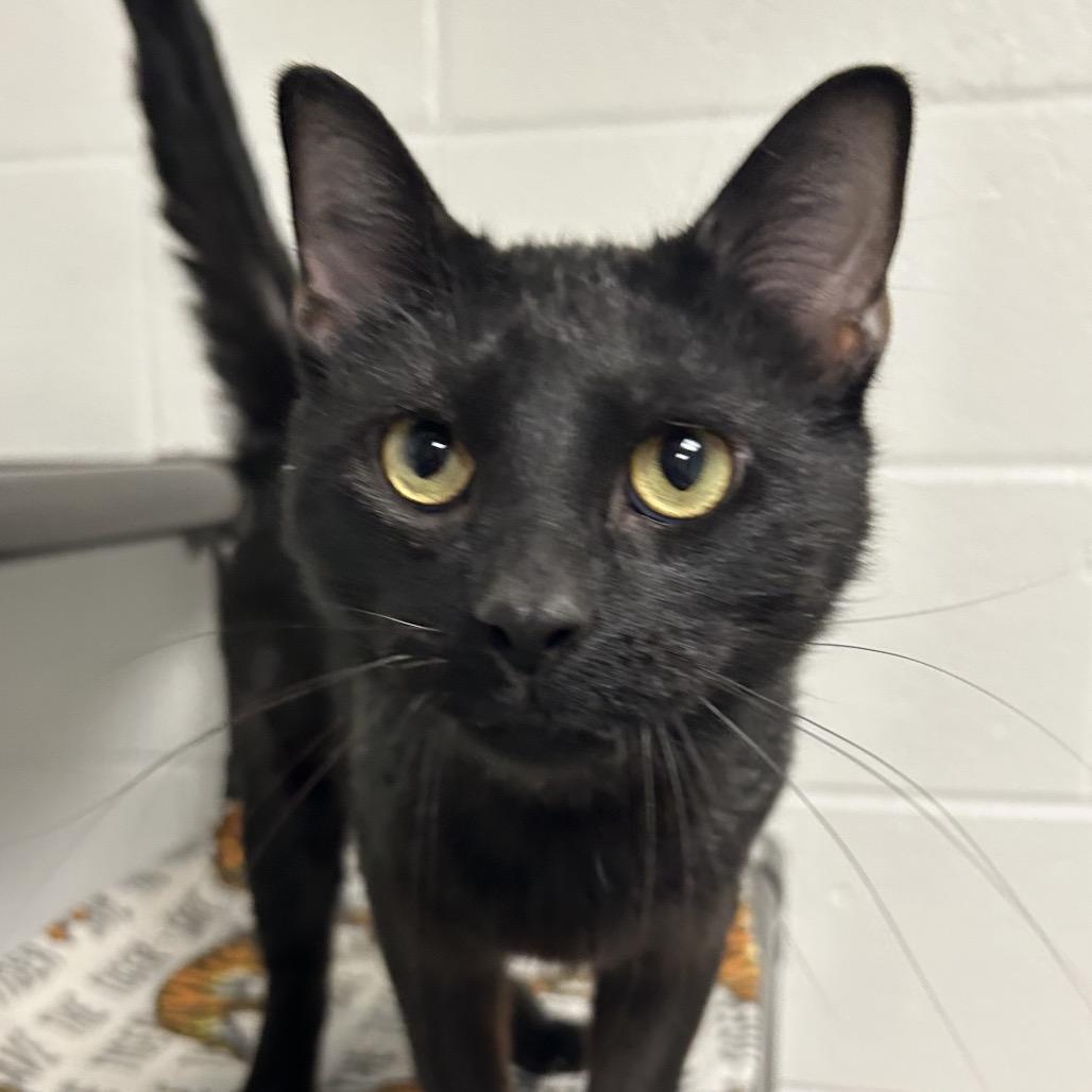 Gideon, Adoptable, Young Male Domestic Short Hair.