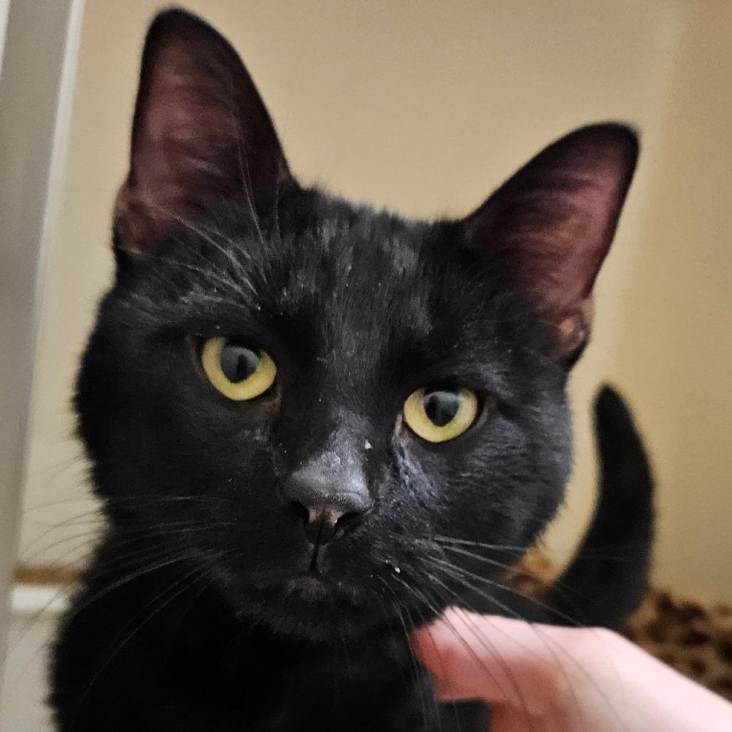 Enlarge Gideon, a Adoptable Domestic Short Hair in Zanesville, OH image 2/2