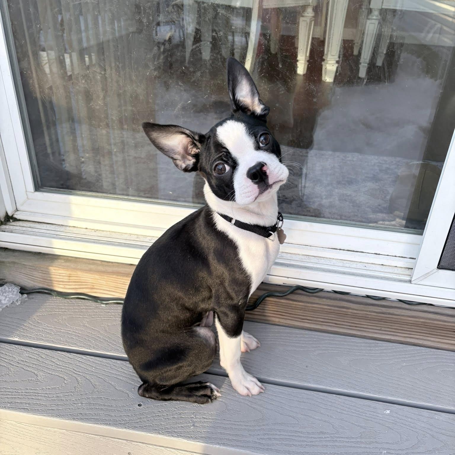 Enlarge Norman, a ADOPTABLE mixed breed in Grafton, OH image 1/6