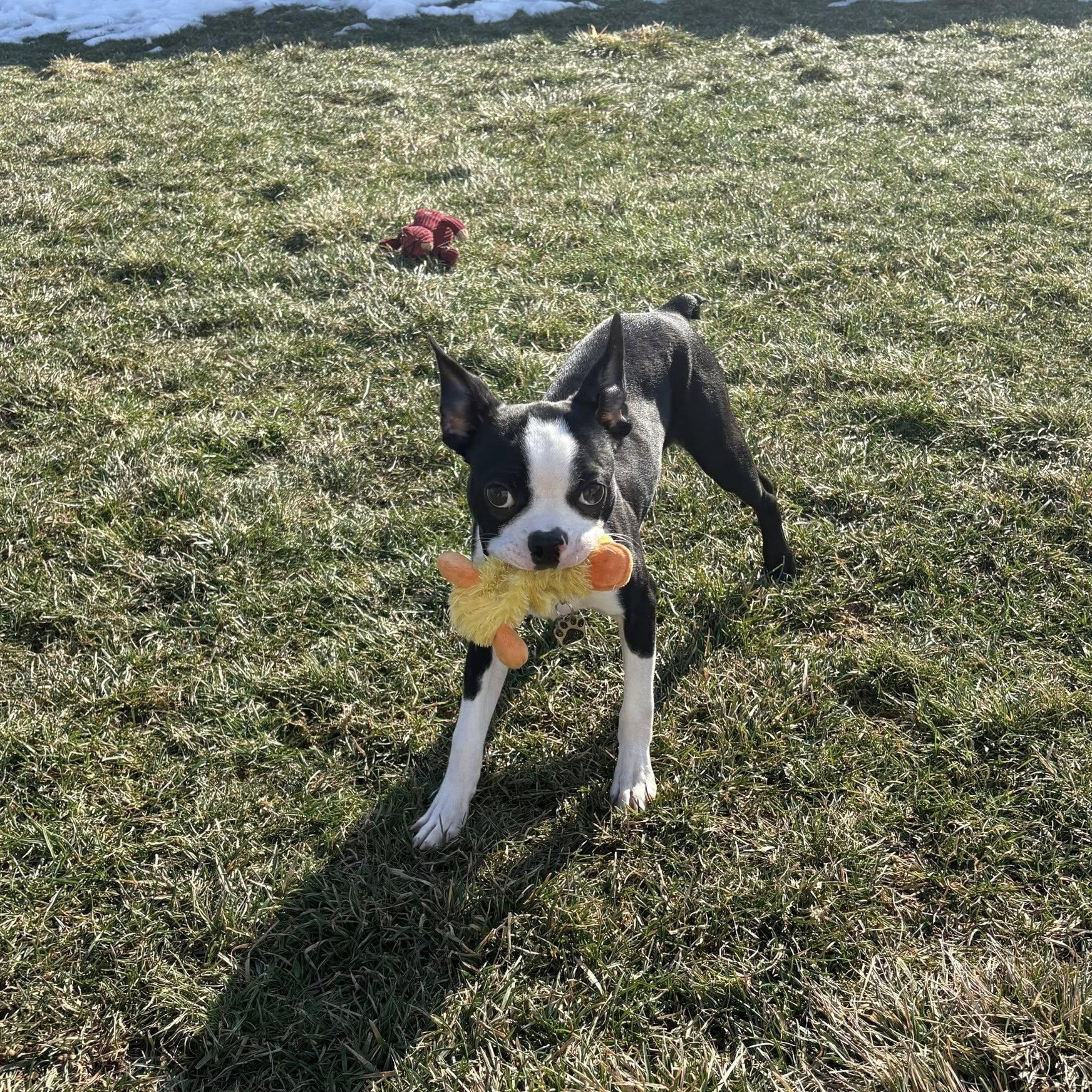 Enlarge Norman, a ADOPTABLE mixed breed in Grafton, OH image 4/6