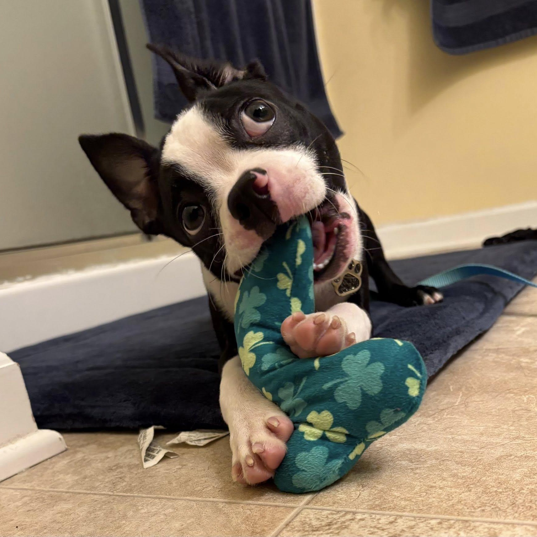 Enlarge Norman, a ADOPTABLE mixed breed in Grafton, OH image 5/6