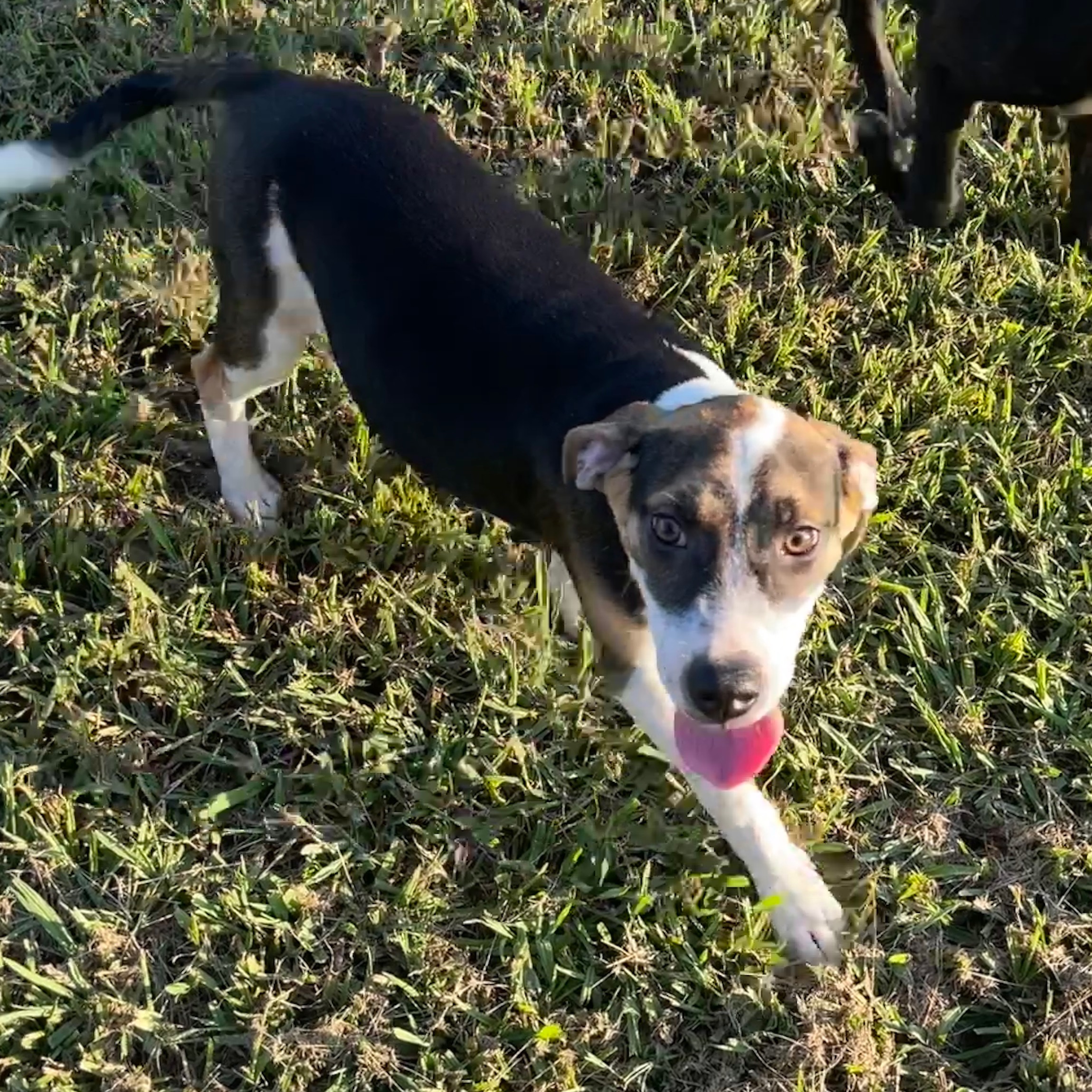 Blast, a Adoptable mixed breed in Sharon, VT image 4/6