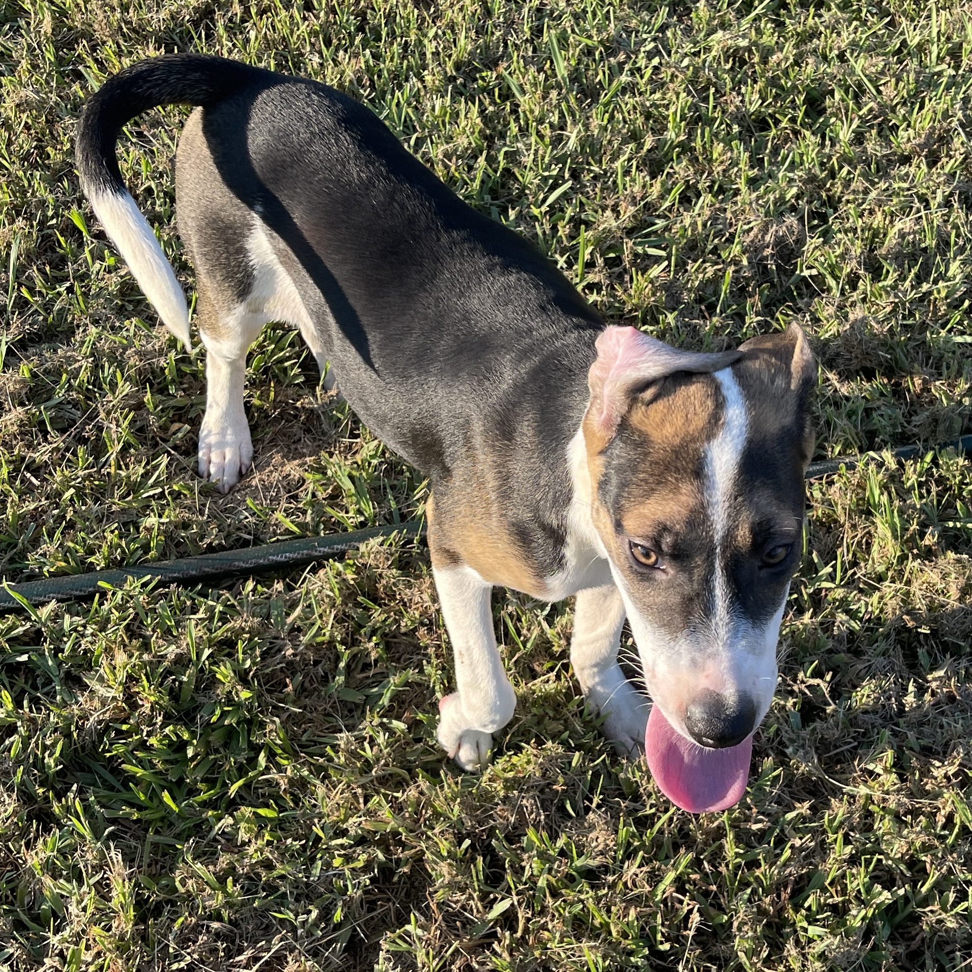 Blast, a Adoptable mixed breed in Sharon, VT image 3/6