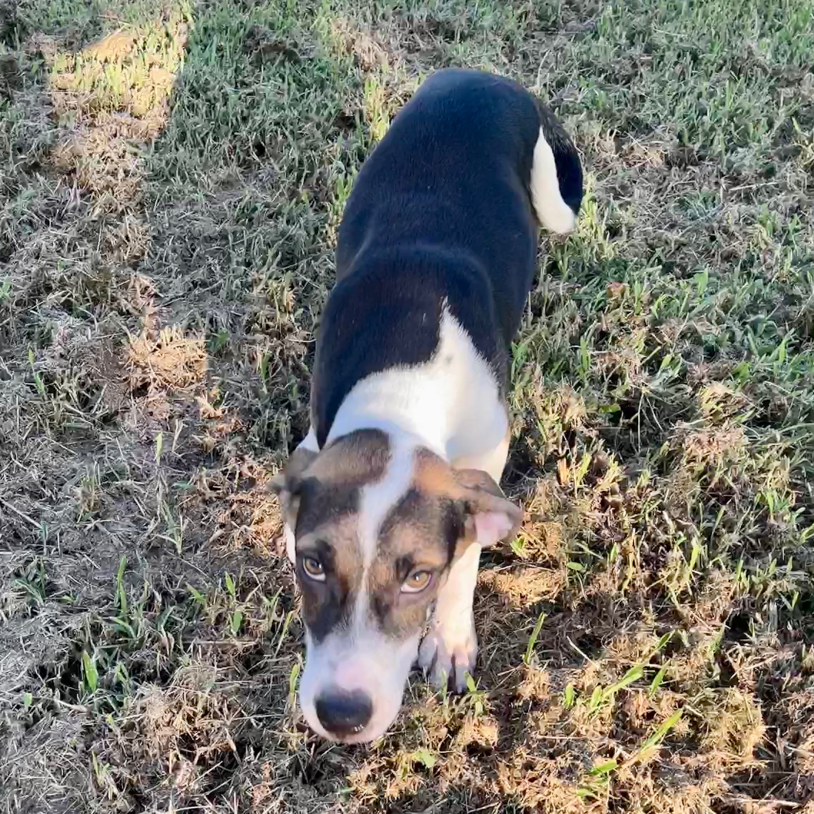 Blast, a Adoptable mixed breed in Sharon, VT image 5/6